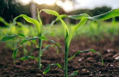 Bt corn hybrid