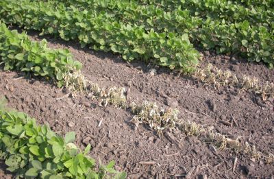 Image shows Phytophthora Root Rot in a soybean field.